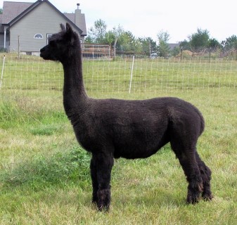 Alpaca For Sale - KPR Chelsea & Grey Male Cria at Little Slice of Heaven Alpacas